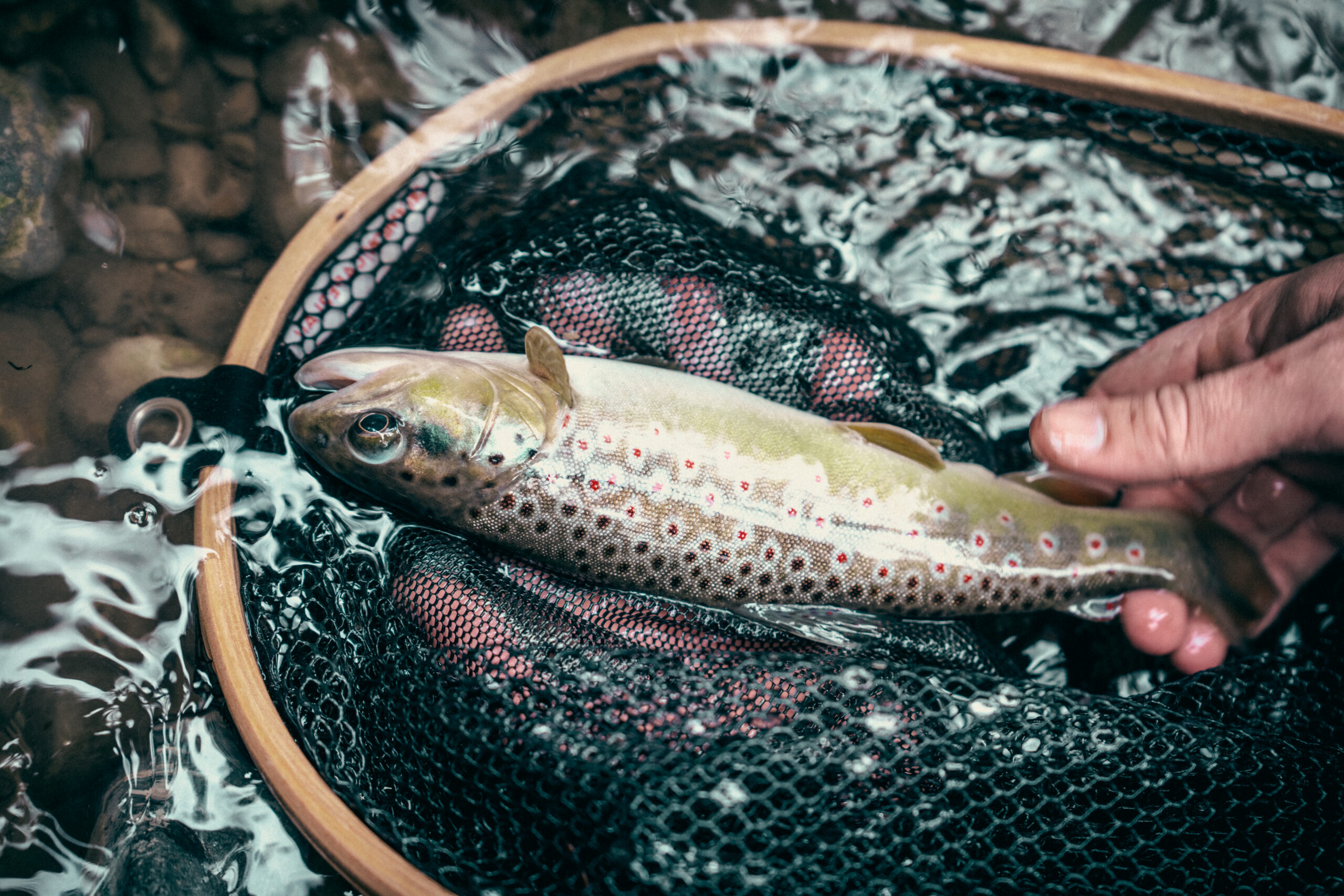 Pêche – Haute Savoie